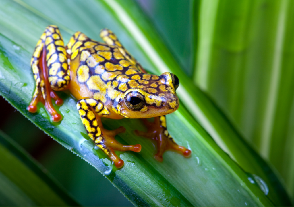 Animals Names in Russian - Poison Dart Frog