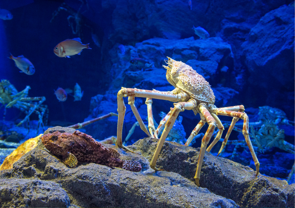 Animal Names in Russian - Japanese Spider Crab