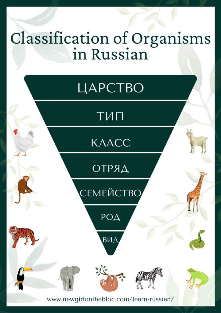 Animal Names in Russian - Classification of Living Organisms in Russian - царство, тип, класс, отряд, семейство, род, вид