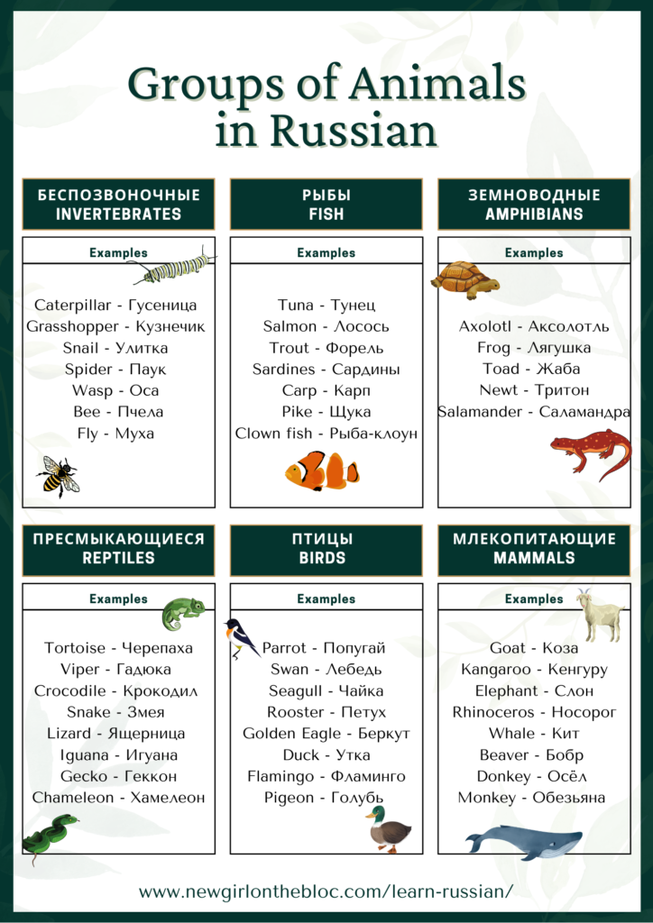 250+ Animal Names in Russian • 