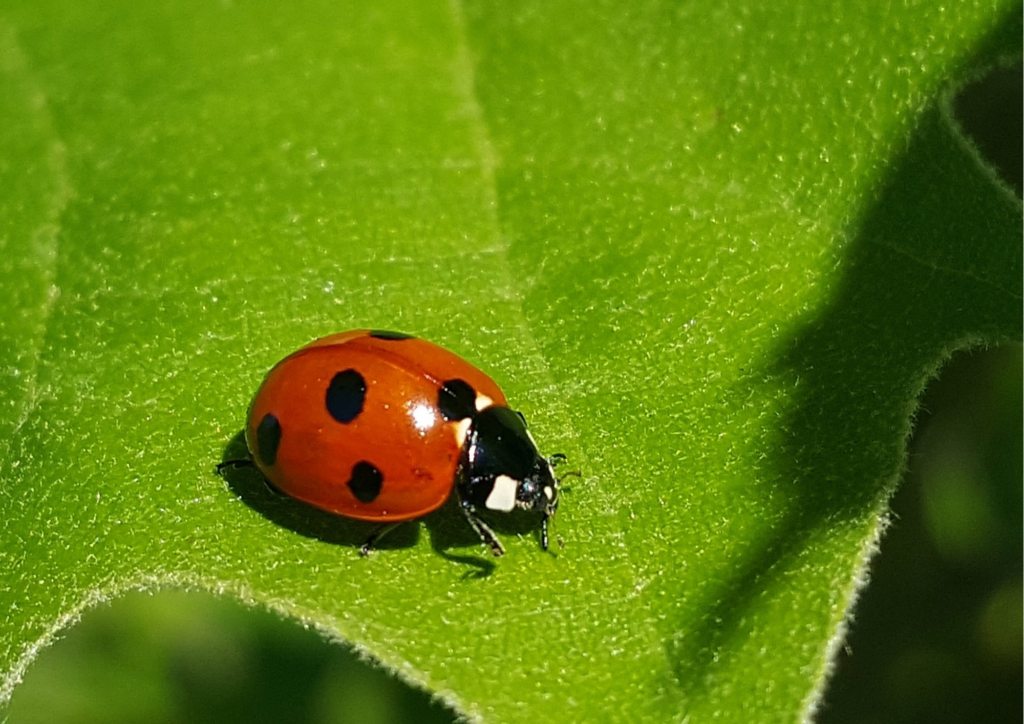 Animal Names in Russian - Ladybug - Бо́жья коро́вка
